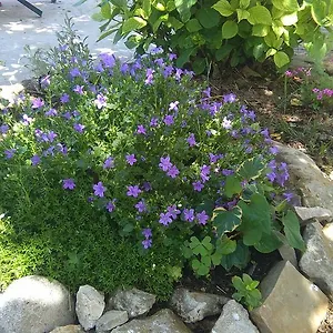 Apartman Pud Oreh, Roc